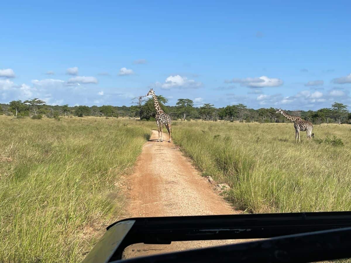 Saadani griraf + car